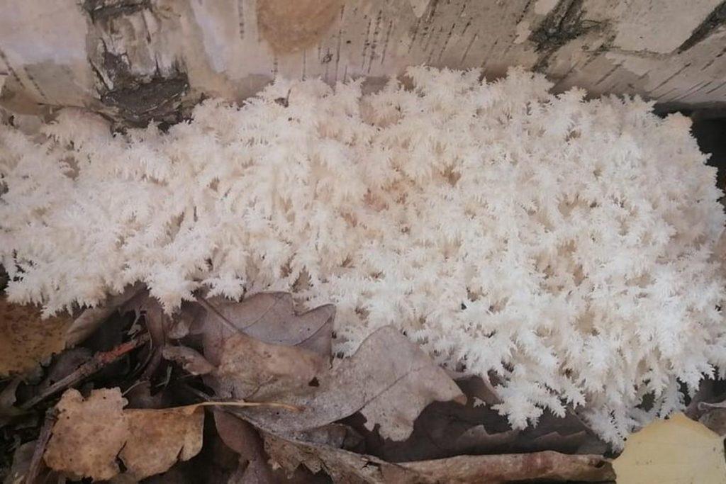 В Рыбновском районе обнаружили гриб, занесенный в Красную книгу