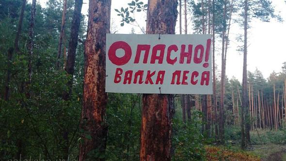 Горожане рассказали о масштабной вырубке деревьев в рязанской Солотче