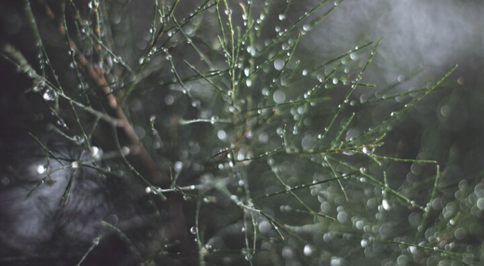 В пятницу в Рязанской области ожидается дождь и до +6 градусов