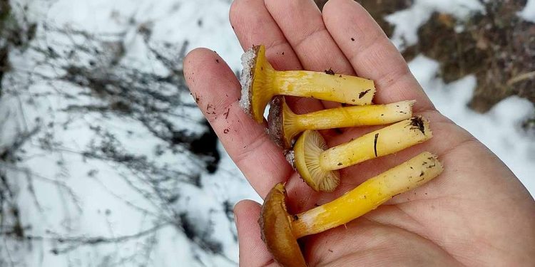 В январе в Кораблинском районе новомичуринец собрал две корзины грибов