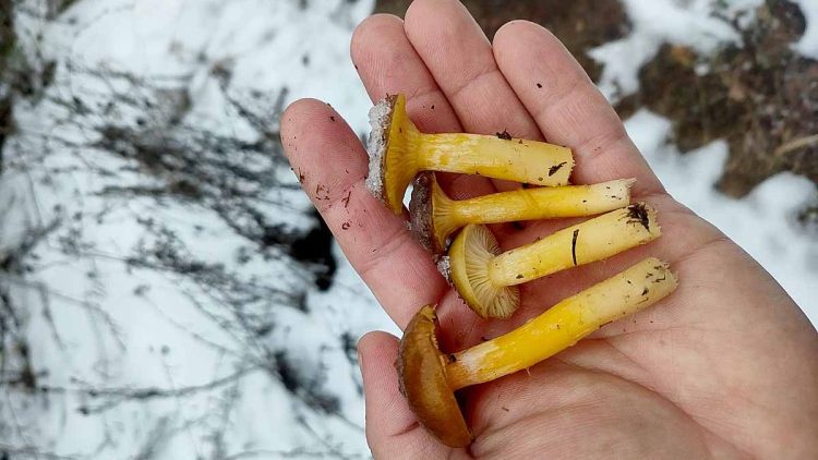 В январе в Кораблинском районе новомичуринец собрал две корзины грибов