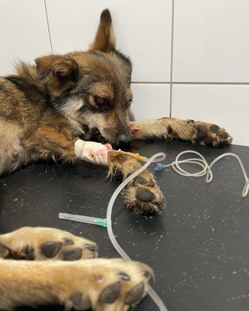 В Рыбновском районе двое живодеров жестоко избили кормящую собаку