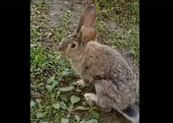 На Скорбященском кладбище рязанец заснял кролика с близкого расстояния