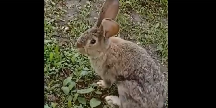 На Скорбященском кладбище рязанец заснял кролика с близкого расстояния