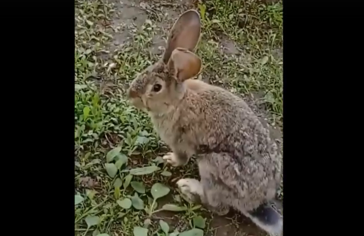 На Скорбященском кладбище рязанец заснял кролика с близкого расстояния