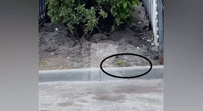 На рязанской площади Ленина засняли полчища крыс На рязанской площади Ленина засняли полчища крыс