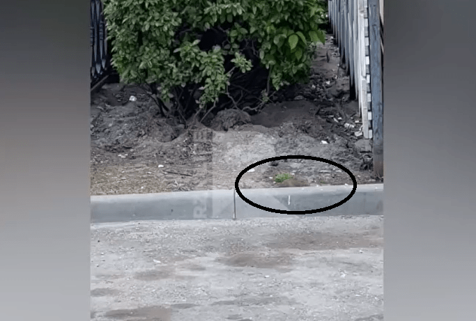 На рязанской площади Ленина засняли полчища крыс