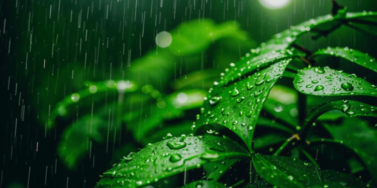 В среду в Рязанской области ожидается дождь и до +25 градусов