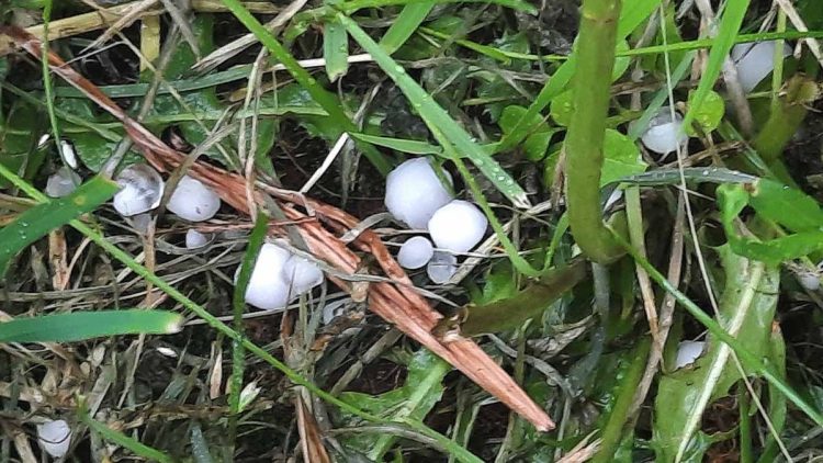 В рязанском Новомичуринске выпал крупный град