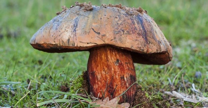 В Рязанской области жители нашли грибы размером с тыкву В Рязанской области жители нашли грибы размером с тыкву