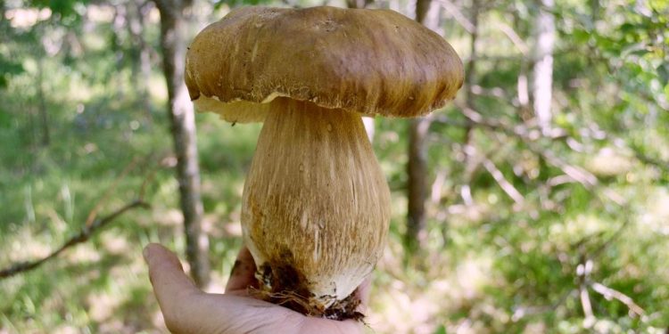 Житель рязанского Пителина в жару нашел огромные белые грибы