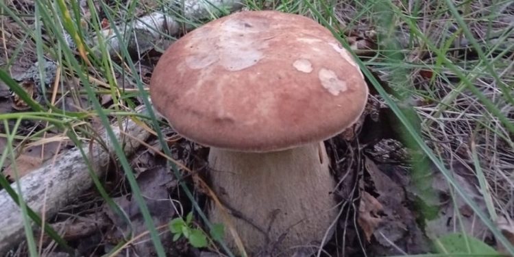 В рязанском Путятине местные жители открыли сезон грибов и ягод