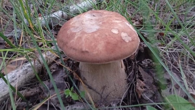 В рязанском Путятине местные жители открыли сезон грибов и ягод