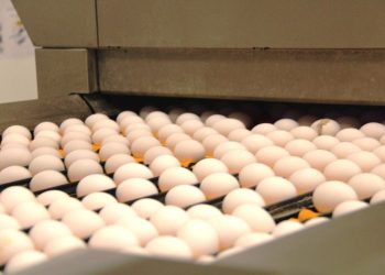 Малков: за год в Рязанской области производство яиц возросло почти на 10%