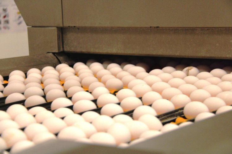 Малков: за год в Рязанской области производство яиц возросло почти на 10%