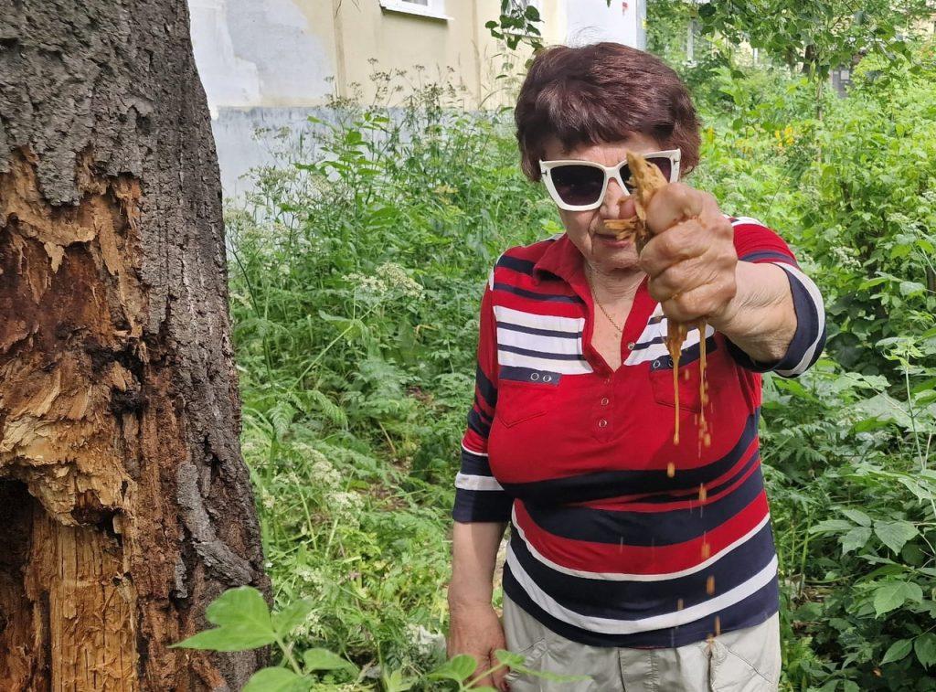 Горожане обратились к рязанским коммунистам с просьбой решения вопроса опиловки аварийных деревьев