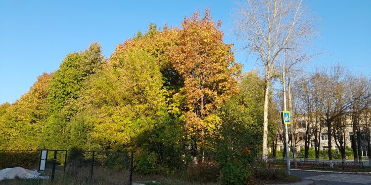 В четверг в Рязанской области потеплеет до +16 градусов