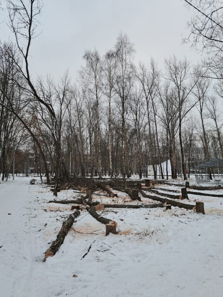 Рязанцы сообщили о массовой вырубке деревьев парке имени Гагарина
