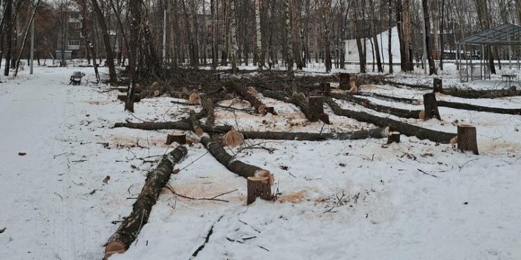 Рязанцы сообщили о массовой вырубке деревьев парке имени Гагарина