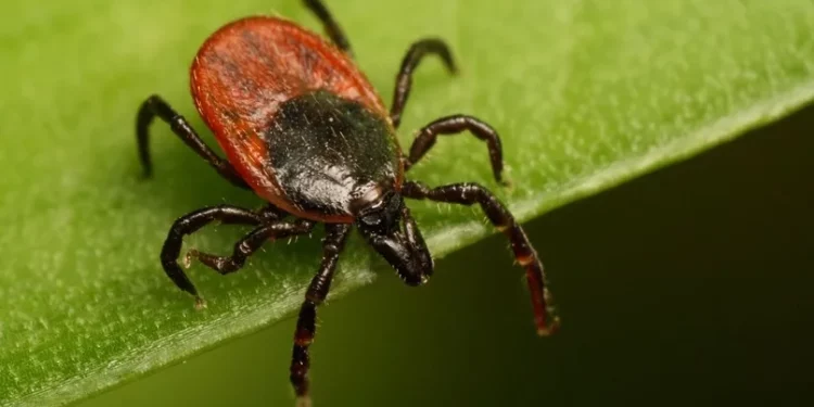 За неделю от укусов клещей пострадали 53 рязанца