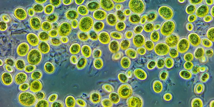 Российские ученые научились очищать воду водорослями