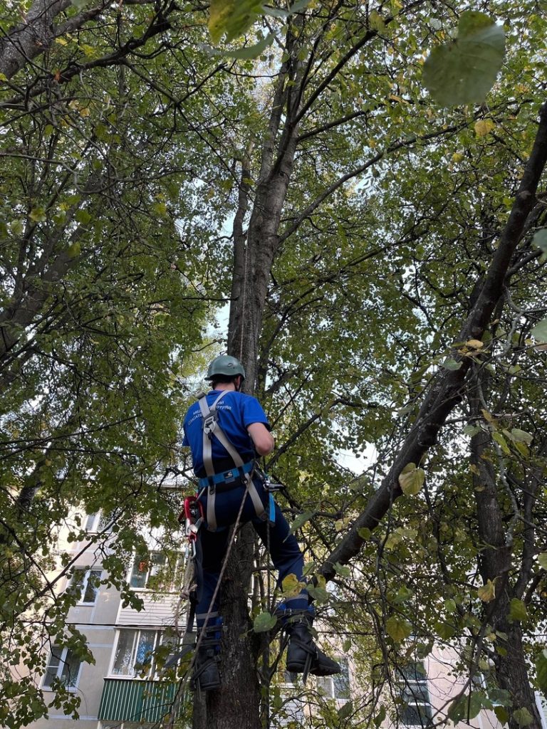 Рязанские волонтеры спасли запутавшуюся в шлейке на дереве кошку