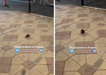 Рязанцы снова пожаловались на огромных крыс в центре города