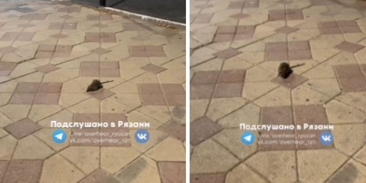 Рязанцы снова пожаловались на огромных крыс в центре города