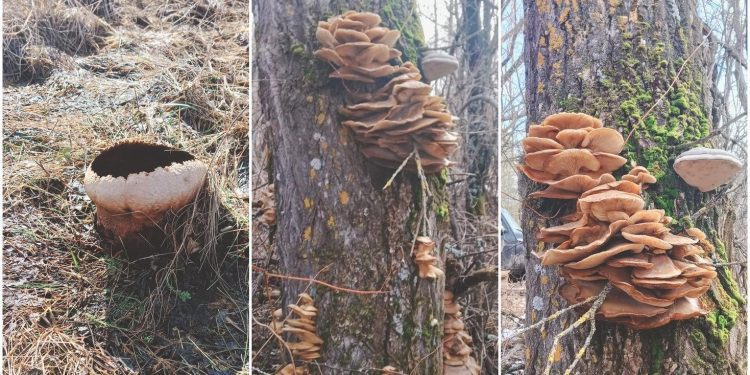 В рязанских лесах начали появляться первые грибы