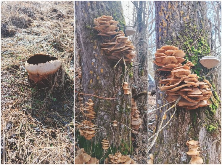 В рязанских лесах начали появляться первые грибы