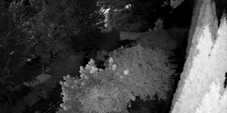 В рязанском Солотче засняли троих неизвестных, испортивших кусты гортензии