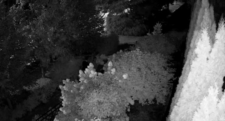 В рязанском Солотче засняли троих неизвестных, испортивших кусты гортензии