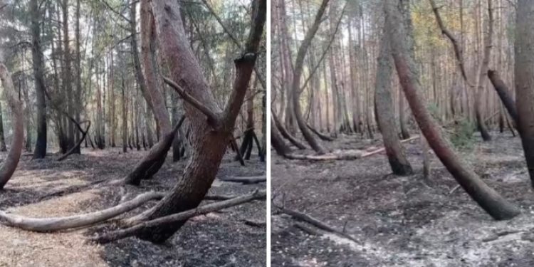 В Шиловском районе от пожара пострадал «пьяный лес»