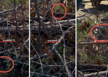 Рязанцы пожаловались на полчища крыс на улице Весенней Рязанцы пожаловались на полчища крыс на улице Весенней