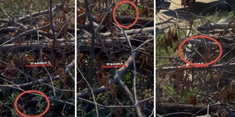 Рязанцы пожаловались на полчища крыс на улице Весенней Рязанцы пожаловались на полчища крыс на улице Весенней