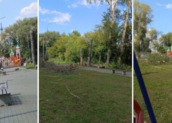 Рязанцы пожаловались на вырубку здоровых деревьев в Гвардейском парке