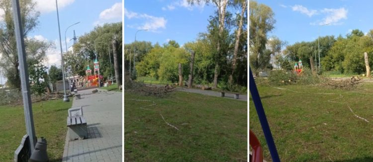 Рязанцы пожаловались на вырубку здоровых деревьев в Гвардейском парке