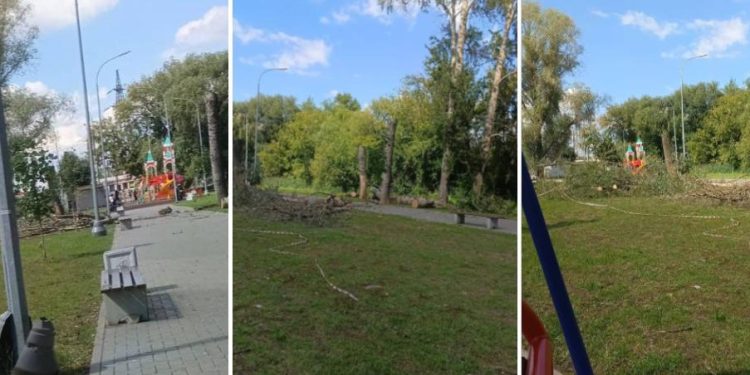 Рязанцы пожаловались на вырубку здоровых деревьев в Гвардейском парке