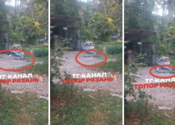 На рязанской улице Энгельса неубранные мусорные контейнеры атаковали полчища крыс На рязанской улице Энгельса неубранные мусорные контейнеры атаковали полчища крыс