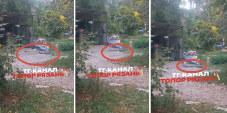 На рязанской улице Энгельса неубранные мусорные контейнеры атаковали полчища крыс На рязанской улице Энгельса неубранные мусорные контейнеры атаковали полчища крыс