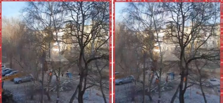 Рязанка сообщила о спиле здоровых деревьев на улице Затинной