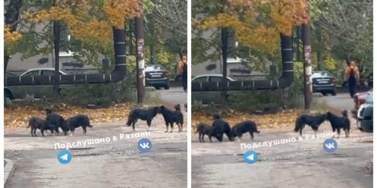 Рязанцы пожаловались на свору агрессивных бездомных собак