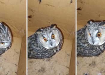 Рязанцы спасли ушастую сову, которую чуть не заклевали вороны