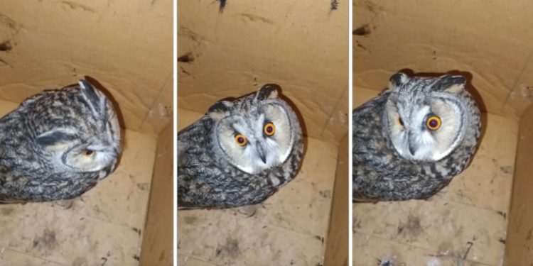 Рязанцы спасли ушастую сову, которую чуть не заклевали вороны