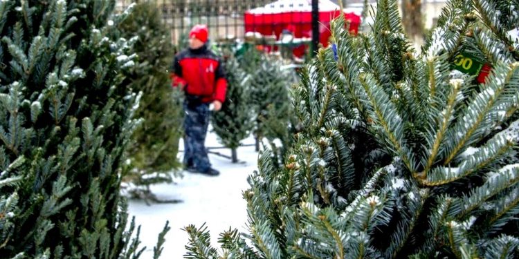 Рязанцам рассказали, где можно приобрести ели и лапник
