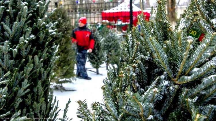 Рязанцам рассказали, где можно приобрести ели и лапник