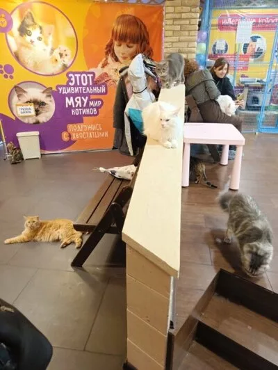 Россельхознадзор: выставка кошек работала в Рязани с нарушениями