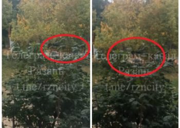 Рязанка пожаловалась на бродячих собак на улице Зубковой Рязанка пожаловалась на бродячих собак на улице Зубковой