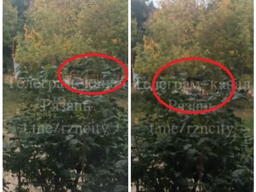 Рязанка пожаловалась на бродячих собак на улице Зубковой