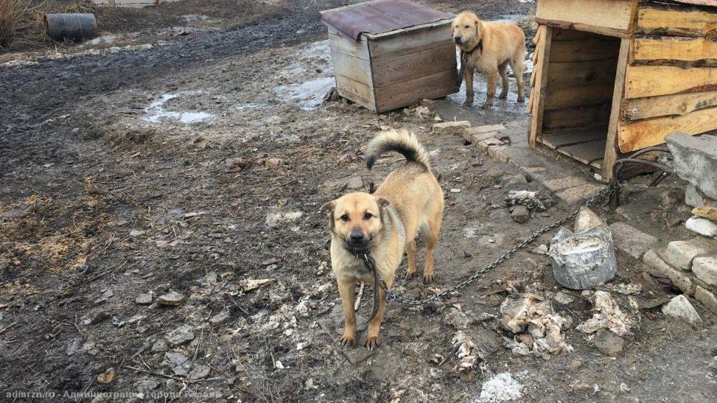 Специалисты проверили условия для бездомных животных в сасовском приюте